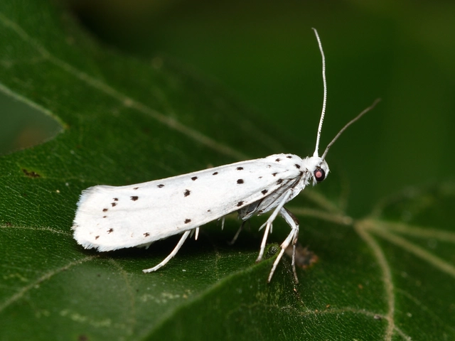 Yponomeuta cagnagella - pókhálós kecskerágómoly