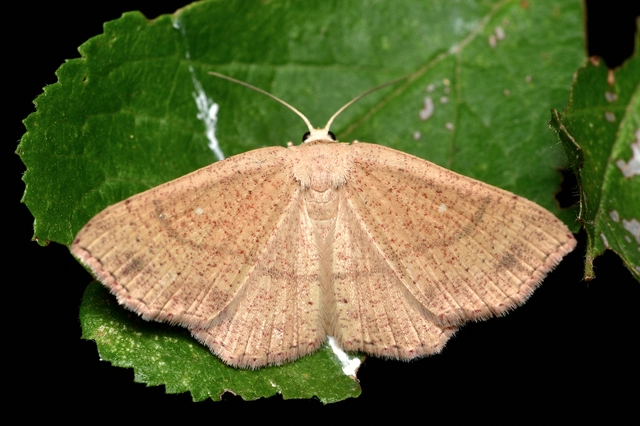 Cyclophora ruficiliaria - vörösrojtú pettyesaraszoló
