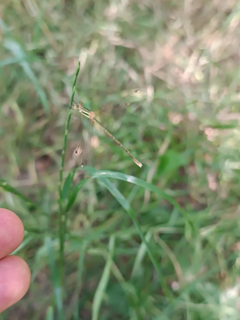 Lestes barbarus - foltosszárnyjegyű rablószitakötő