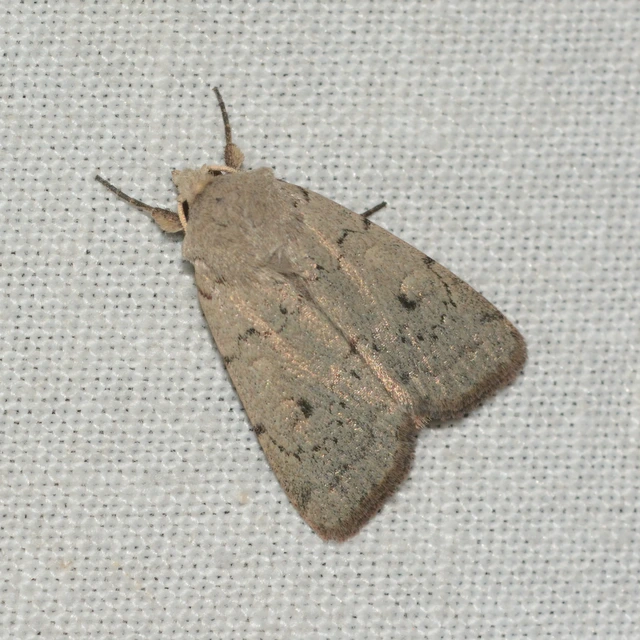 Xestia castanea michaeli - csarabos fűbagoly