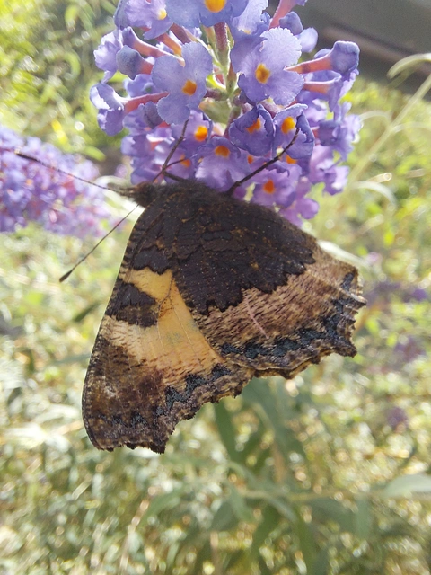Nymphalis urticae - kis rókalepke Nymphalis urticae - kis rókalepke