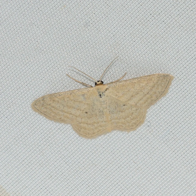 Scopula virgulata - vesszős sávosaraszoló