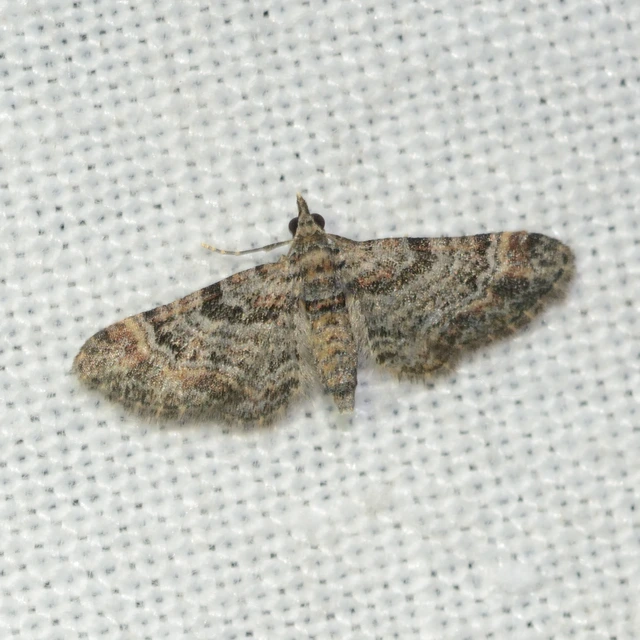 Gymnoscelis rufifasciata - vöröscsíkos törpearaszoló