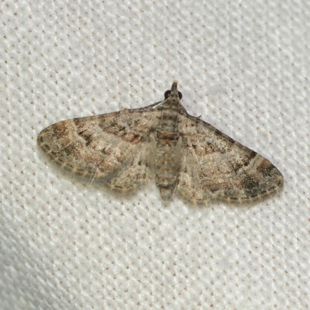 Gymnoscelis rufifasciata - vöröscsíkos törpearaszoló