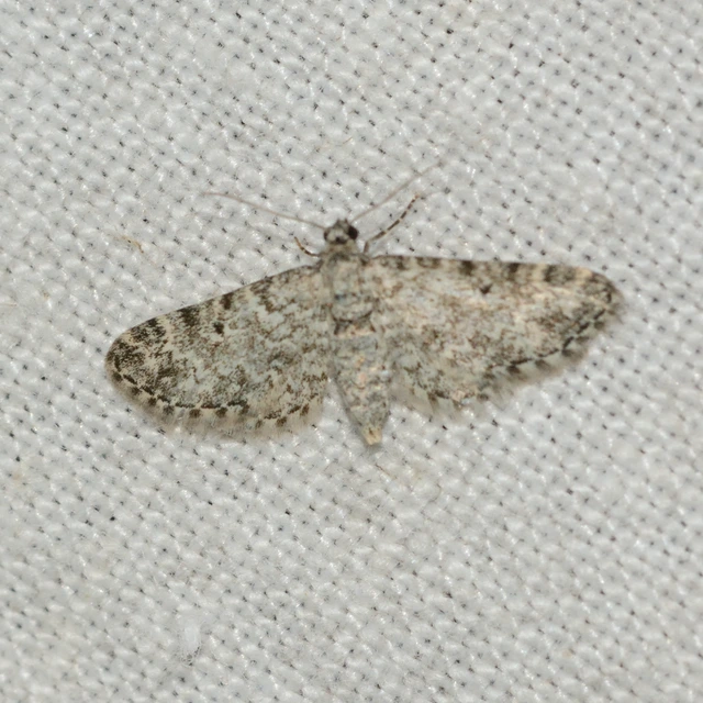 Eupithecia graphata - hangyabogáncs-törpearaszoló