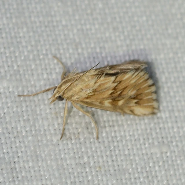 Cynaeda dentalis - gyakori ciframoly