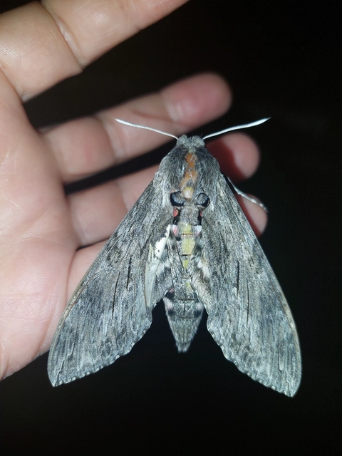 Agrius convolvuli - szulákszender