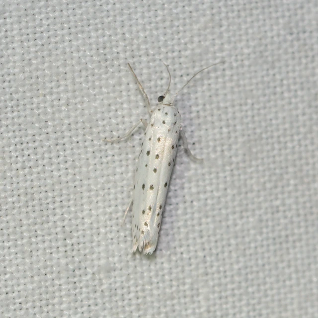 Yponomeuta