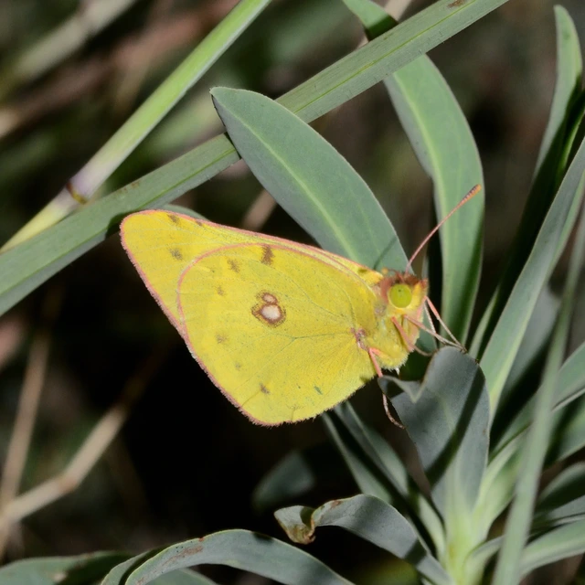 Colias alfacariensis - déli kéneslepke