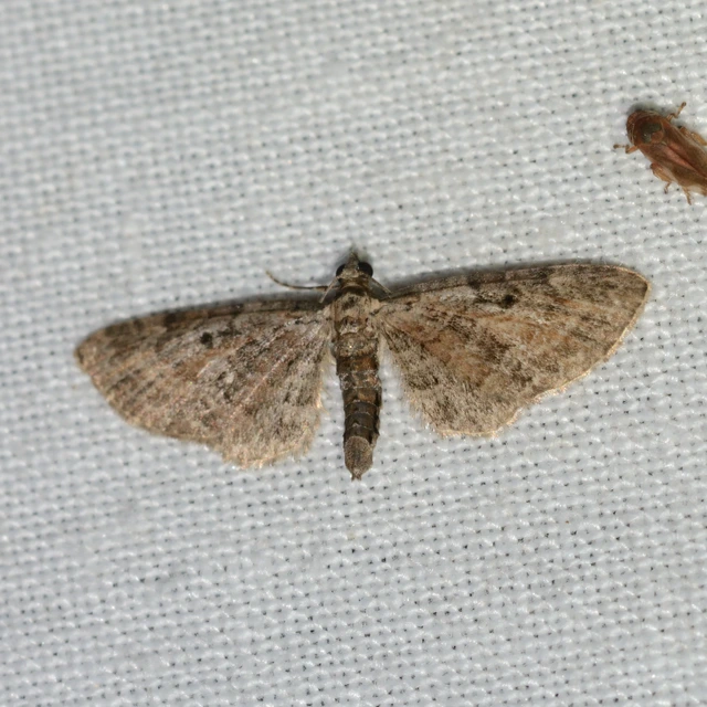 Eupithecia icterata - rozsdafoltos törpearaszoló