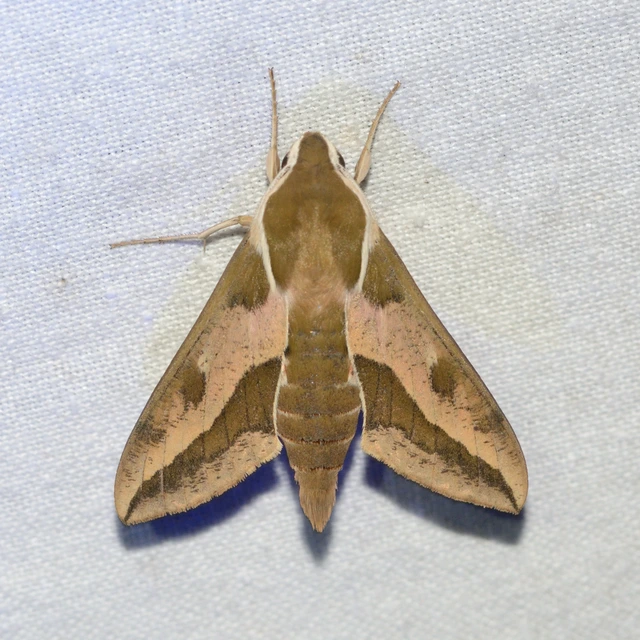 Hyles euphorbiae - kutyatejszender