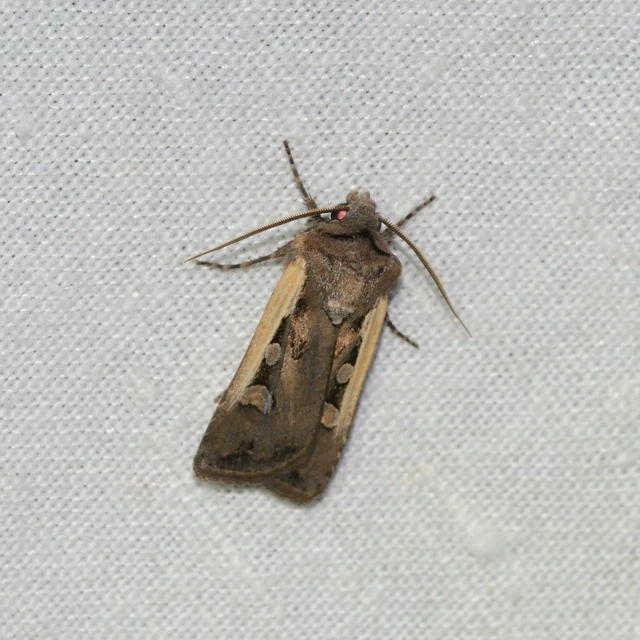 Euxoa hastifera pomazensis - szegélysávos földibagoly
