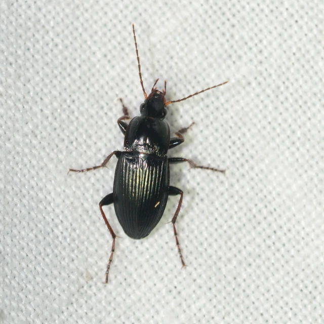 Calathus fuscipes - sokpontos tarfutó