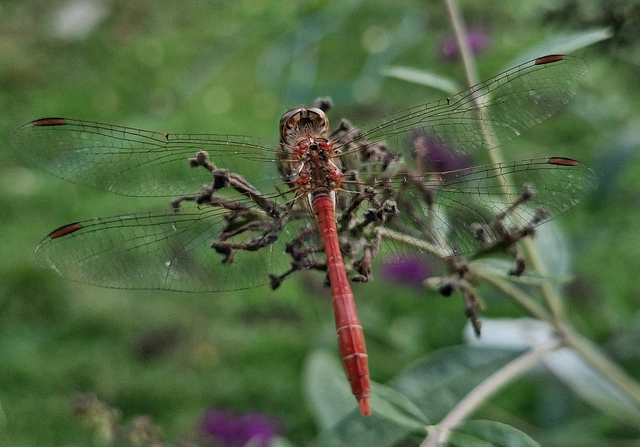 Sympetrum meridionale - fakó katona-szitakötő