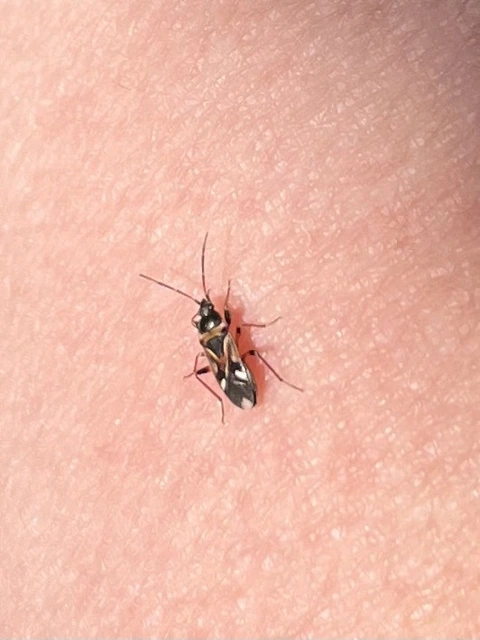 Raglius alboacuminatus - tarka díszesbodobács