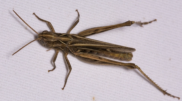 Chorthippus (Glyptobothrus) (subgenus)