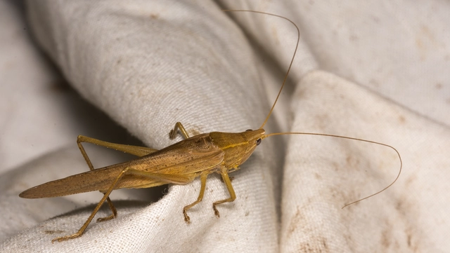 Ruspolia nitidula - nagy kúpfejűszöcske