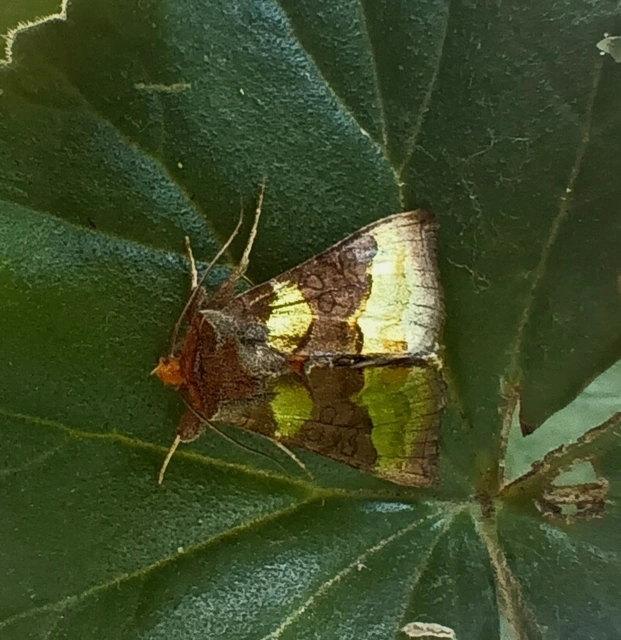 Diachrysia chrysitis - aranybagoly