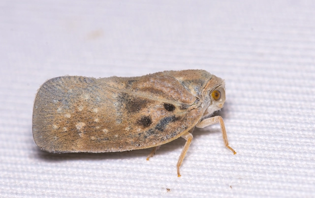 Metcalfa pruinosa - amerikai lepkekabóca