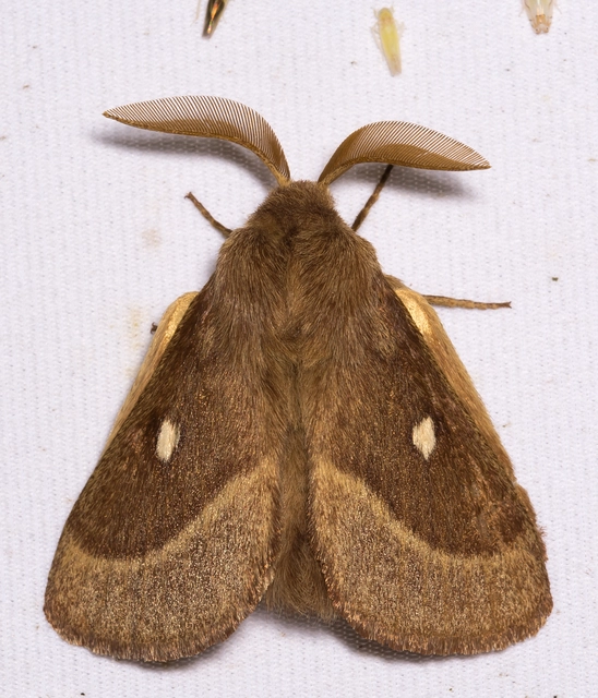 Lasiocampa trifolii - lóhereszövő