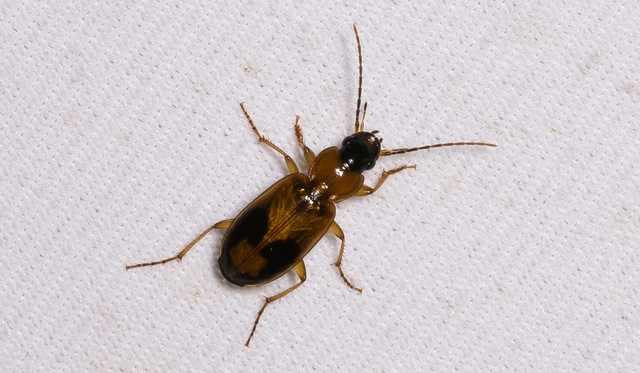 Badister meridionalis - közönséges posványfutonc