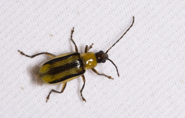 Diabrotica virgifera - amerikai kukoricabogár