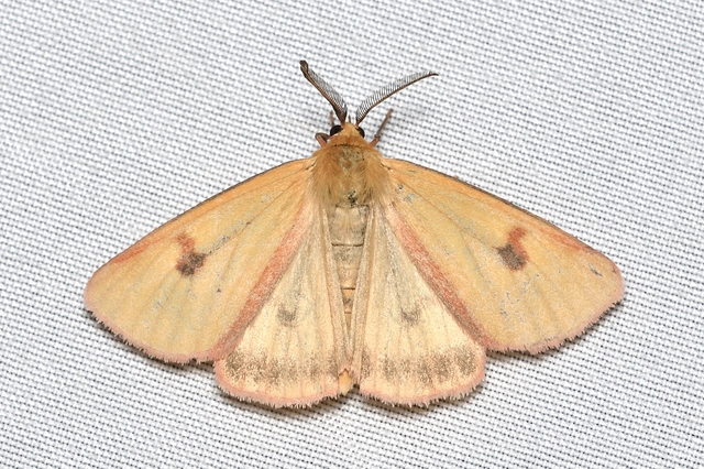 Diacrisia sannio - vörösszélű medvelepke