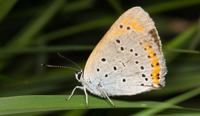 Lycaena dispar rutilus - nagy tűzlepke