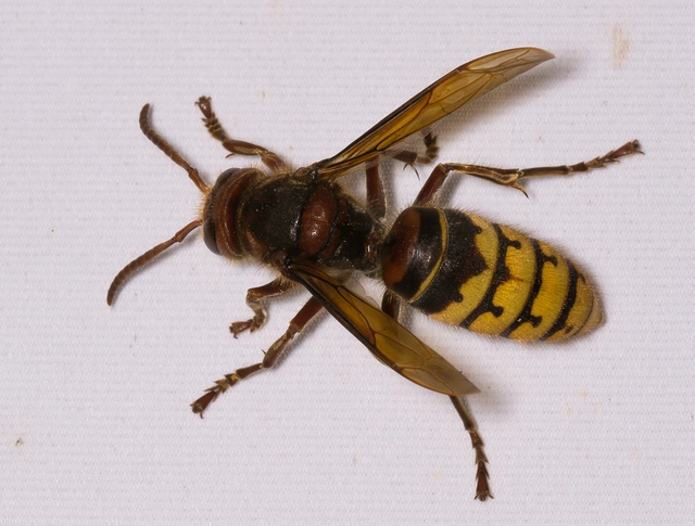 Vespa crabro - lódarázs