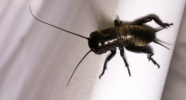 Gryllus campestris - mezei tücsök