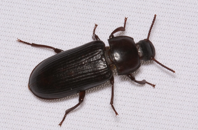 Tenebrio molitor - közönséges lisztbogár