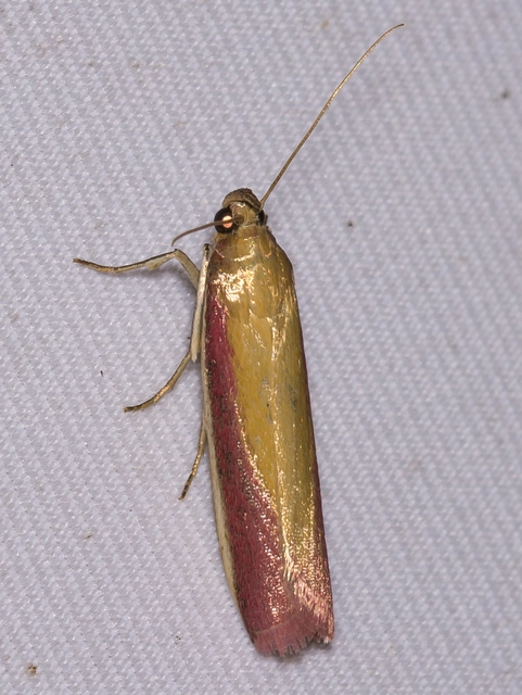Oncocera semirubella - lucernamoly
