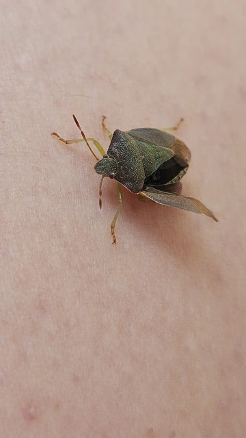 Palomena prasina - zöld bogyómászó-poloska Palomena prasina - zöld bogyómászó-poloska