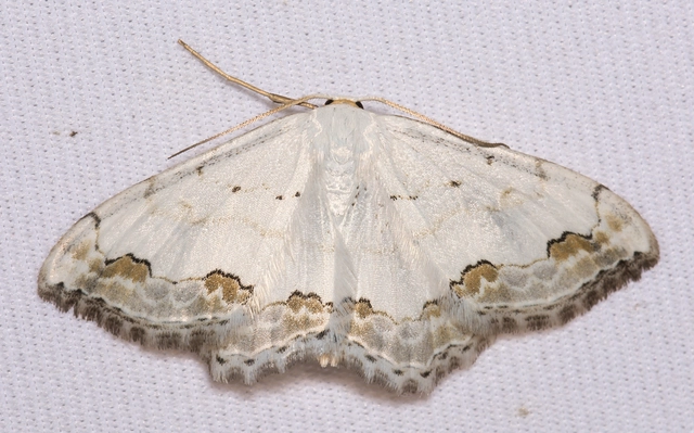 Scopula ornata - díszes fehéraraszoló