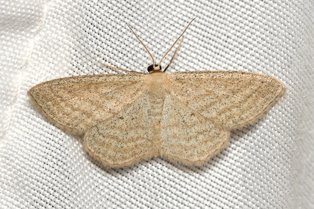 Scopula virgulata - vesszős sávosaraszoló