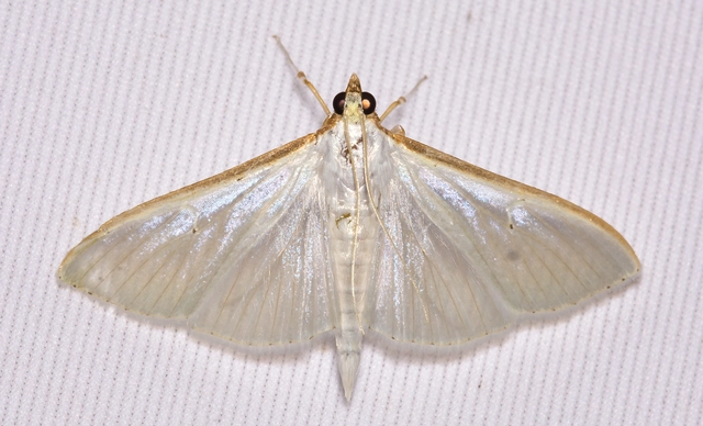 Palpita vitrealis - hófehér tűzmoly