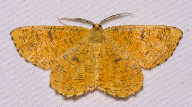 Angerona prunaria - sárga kökényaraszoló