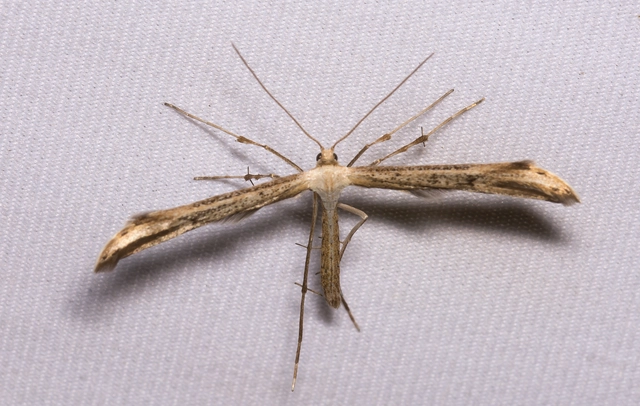 Pterophoridae - tollasmolyfélék