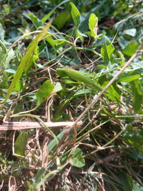 Phaneroptera nana - pontozott repülőszöcske