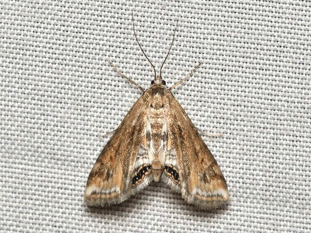 Cataclysta lemnata - békalencsemoly