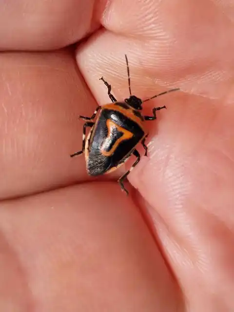 Perillus bioculatus