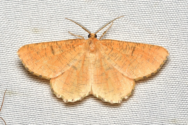 Angerona prunaria - sárga kökényaraszoló