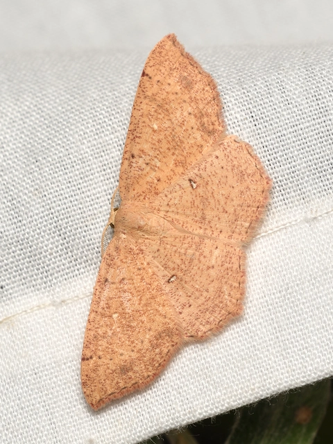 Cyclophora ruficiliaria - vörösrojtú pettyesaraszoló