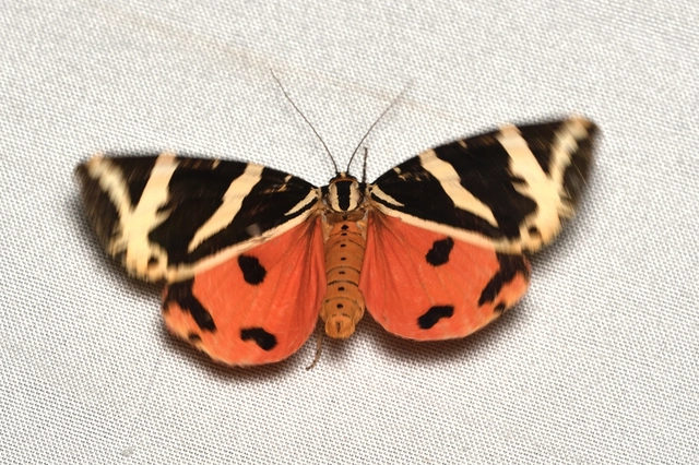 Euplagia quadripunctaria - csíkos medvelepke