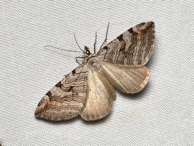 Aplocera plagiata - szürke csíkosaraszoló