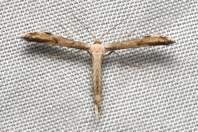 Pterophoridae - tollasmolyfélék