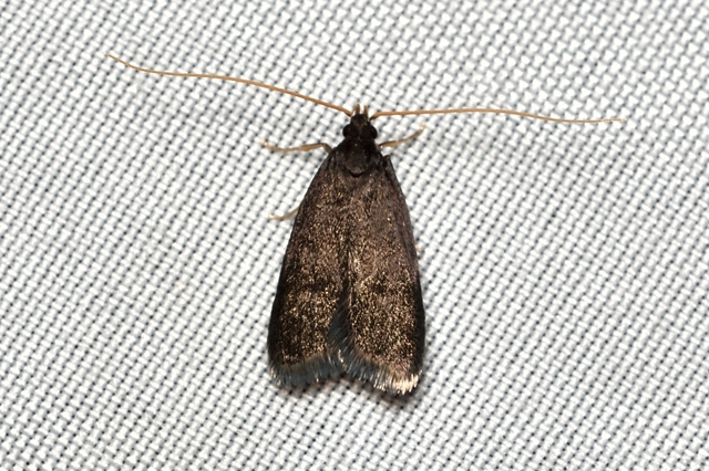 Homaloxestis briantiella - nagy hindumoly