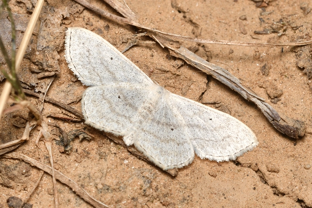 Scopula nigropunctata - feketepettyes araszoló