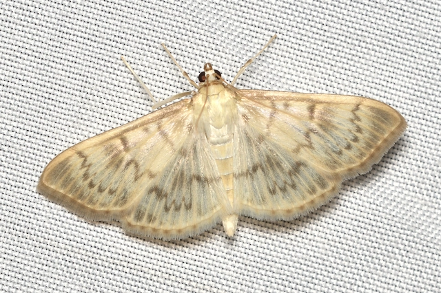 Patania ruralis - csalánevő tűzmoly