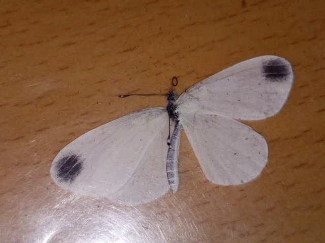 Leptidea sinapis - mustárlepke